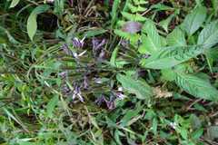 Andrographis producta